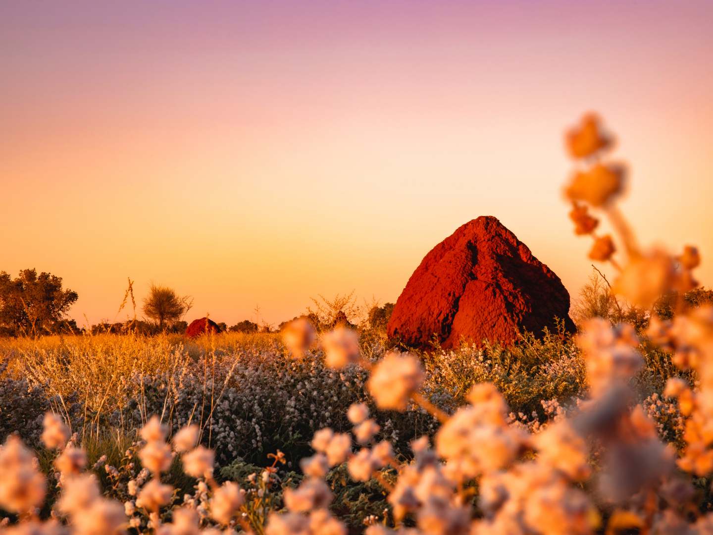 a red ant hill in the australian outback