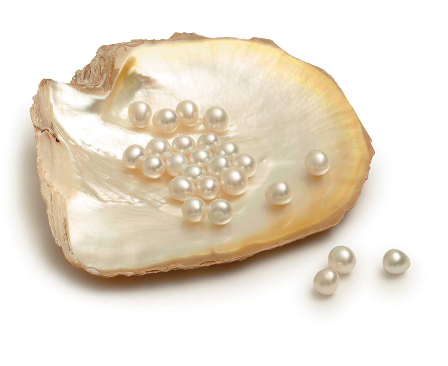 Pearl Shell(1)
