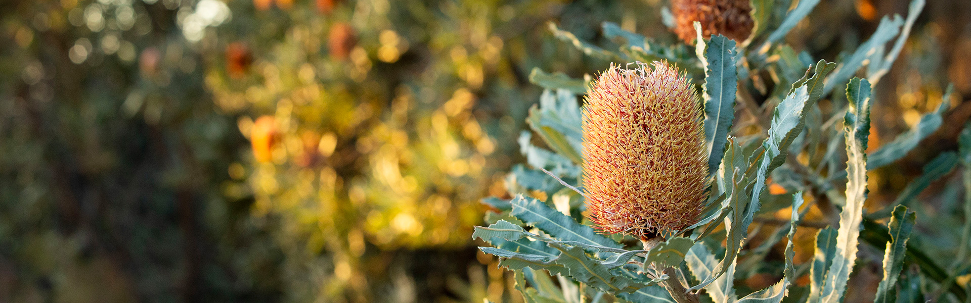 1920X600 Environment