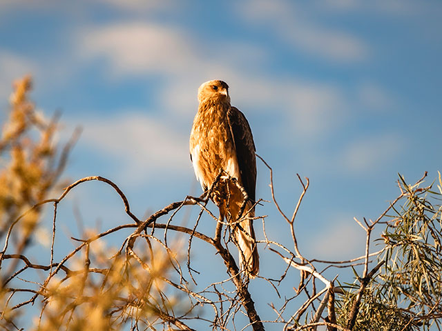 640x480bird
