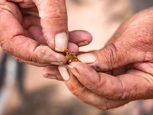 640x480seed in hands web