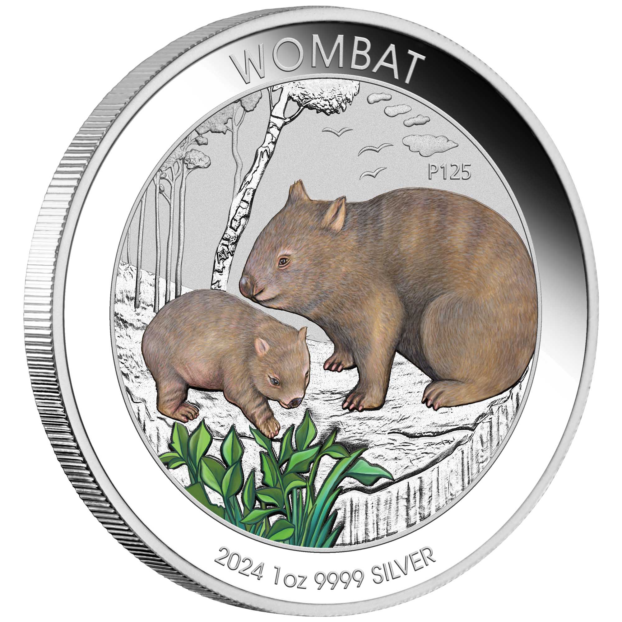 04 2024 Australian Wombat 1oz Silver Coloured Coin OnEdge HighRes