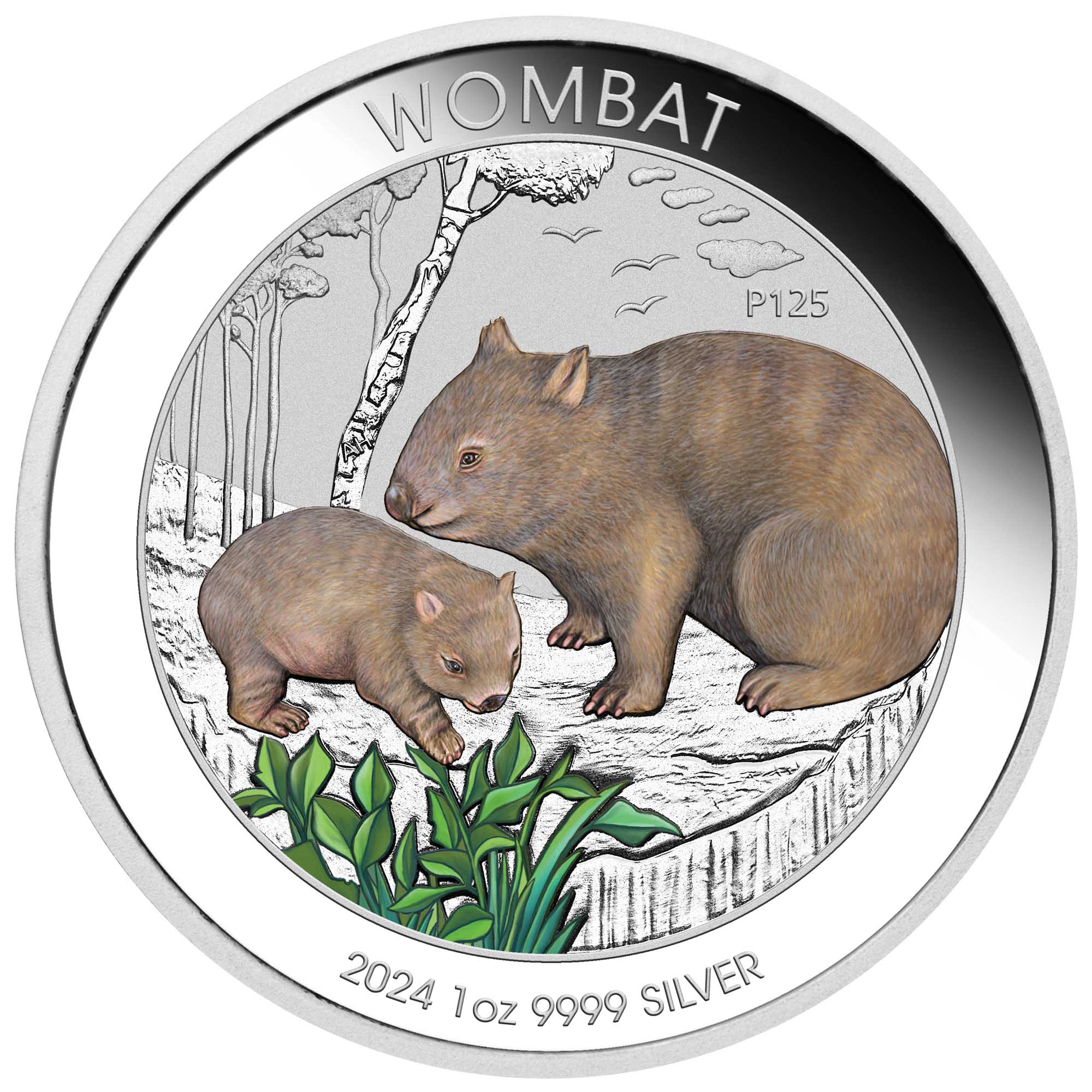 05 2024 Australian Wombat 1oz Silver Coloured Coin StraightOn HighRes