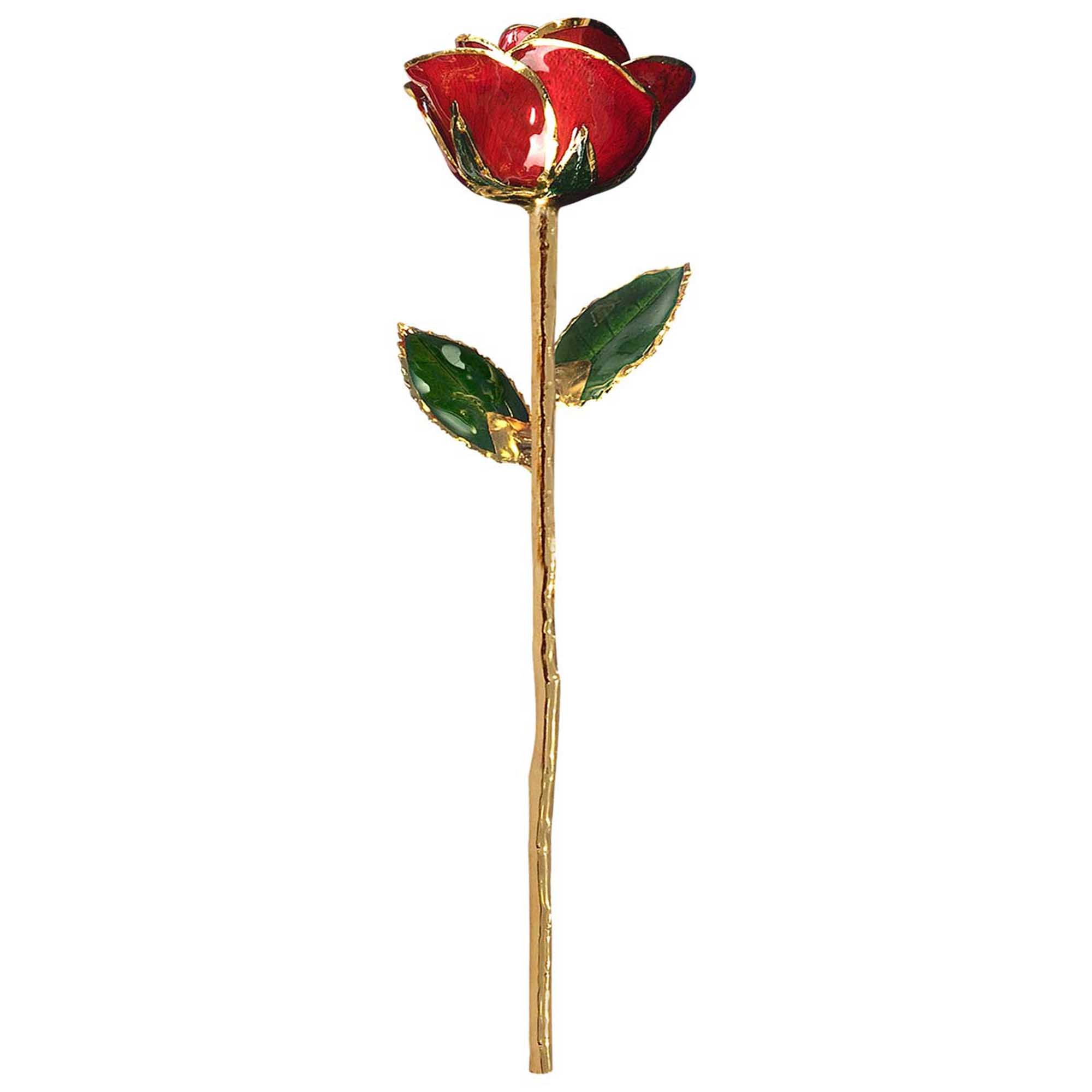 01 red infinity rose